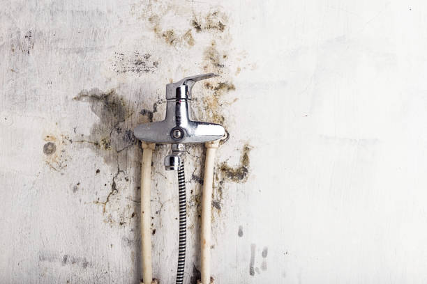Best Local Mold Removal Service  in Pico Rivera, CA