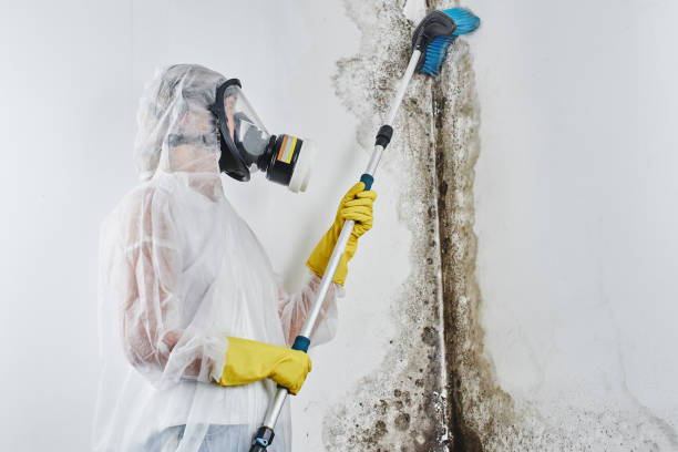 Reliable Pico Rivera, CA Mold Removal Solutions