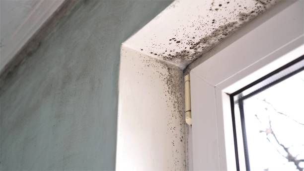 Best Commercial Mold Removal  in Pico Rivera, CA