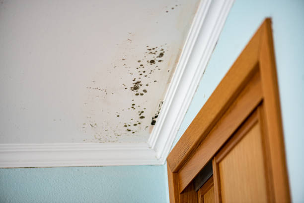 Home Mold Removal in Pico Rivera, CA