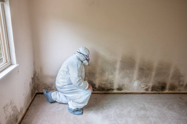 Best Residential Mold Removal  in Pico Rivera, CA