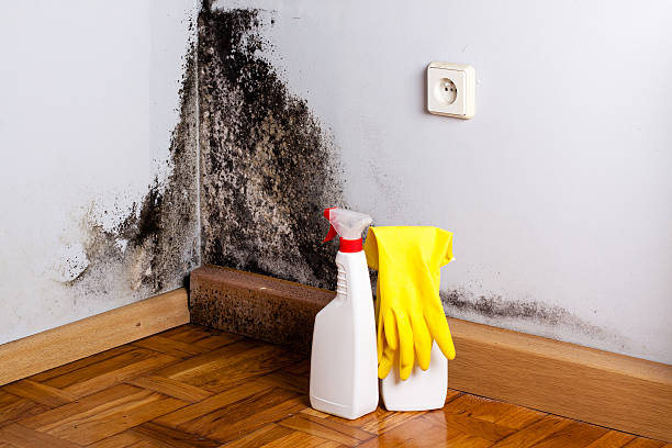Best Certified Mold Removal  in Pico Rivera, CA