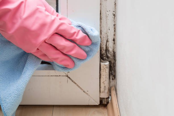 Mold Removal Process in Pico Rivera, CA