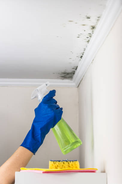 Best Residential Mold Removal  in Pico Rivera, CA