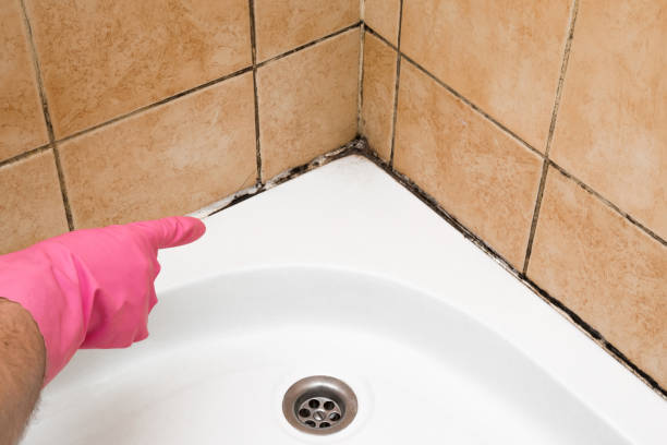 Best Certified Mold Removal  in Pico Rivera, CA